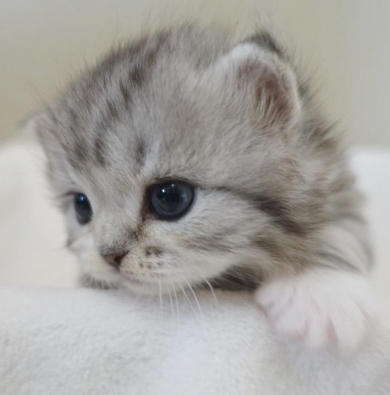 Create meme: cute little cute cats, kittens are cute little, cute kitten