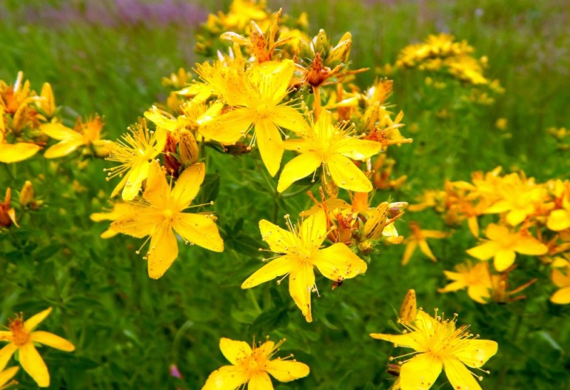 Create meme: St. John's wort is a plant, St. John's wort is an herb, St. John's wort flower