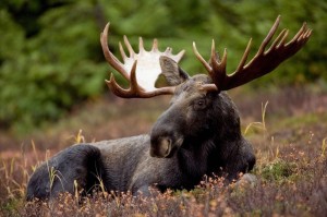 Create meme: wild elk, moose