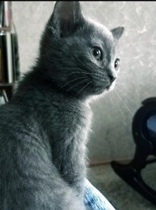 Create meme: blue cat, cat, kitten grey