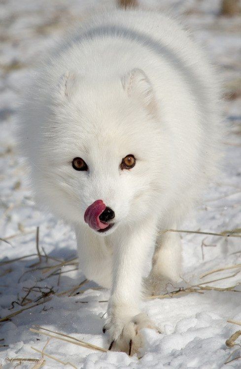 Create meme: polar fox arctic fox, arctic fox polar fox, Arctic Fox