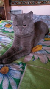 Create meme: meow, Scottish fold, fold