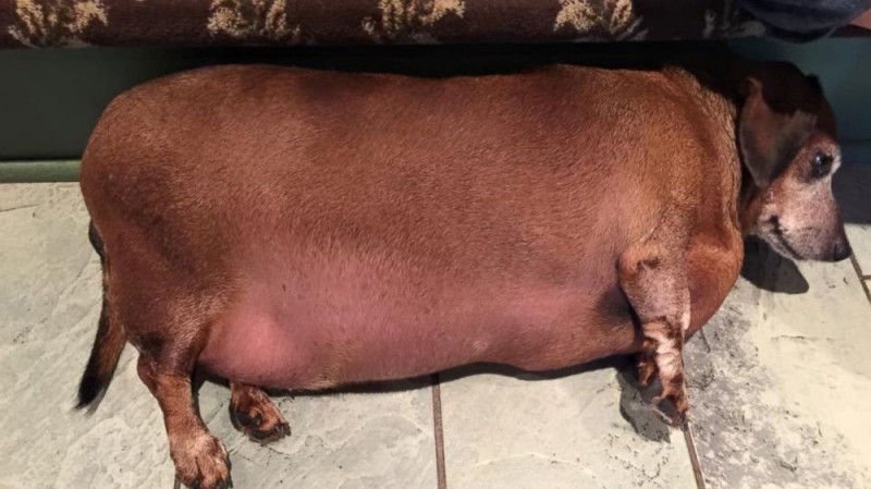 Create meme: fat dog , the fattest dog, breed of duroc pigs