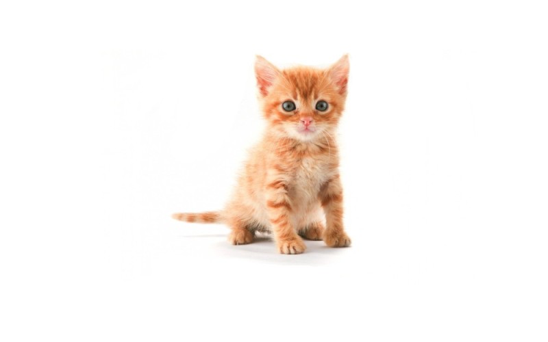 Create meme: the little orange kitten, red cat , orange kitten