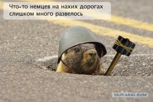 Create meme: funny motivators, animals, marmot