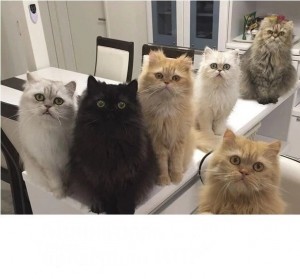 Создать мем: котик, двенадцать кошек, смешные коты много