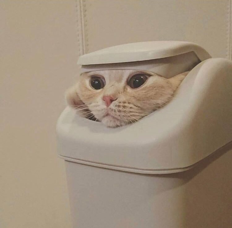 Create meme: animals cute, funny cats 2022, the cat in the bucket