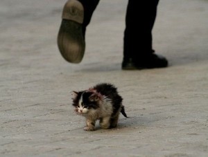 Create meme: abandoned kitten, I will survive meme with a cat, I will survive the kitten