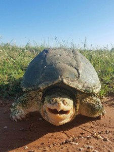 Create meme: the most interesting pictures, galapagos, turtle