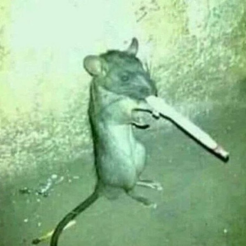 Создать мем: курящая мышь, крыса с сигаретой мем, крыса с сигаретой