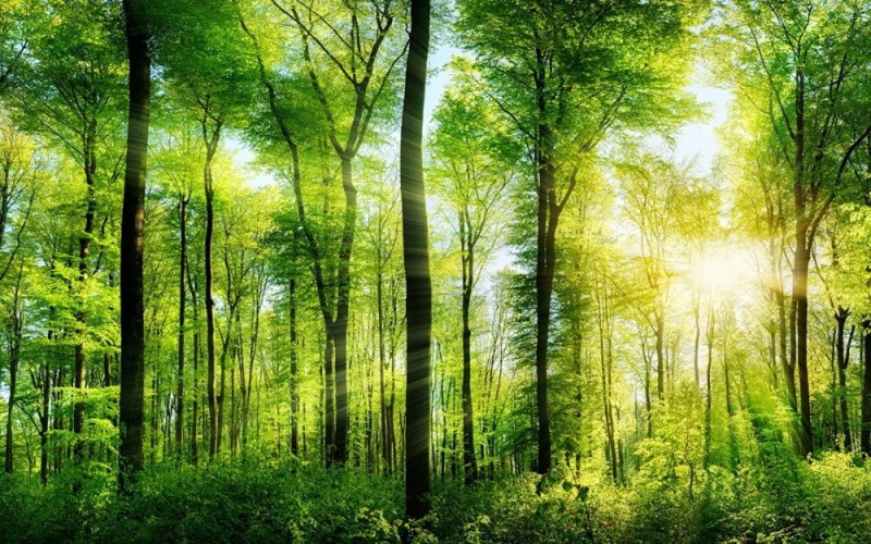 Создать мем: зеленый лес, природа, природа лес