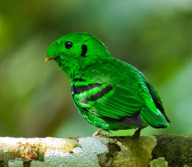 Create meme: a bird with green plumage, little green bird, green bird