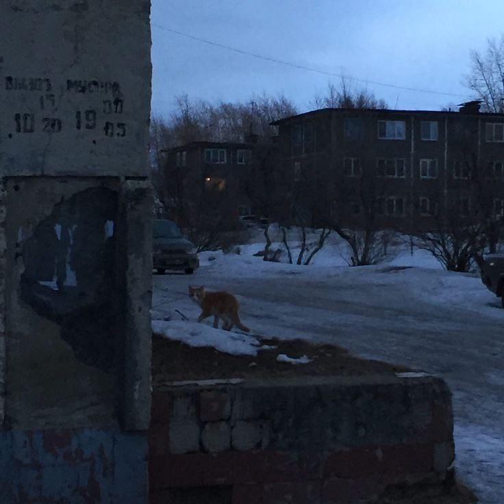 Создать мем: бродячая собака, собачек, во дворе дома