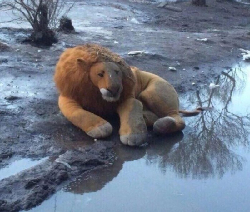 Create meme: The big lion toy, A big stuffed lion toy, A lion is a soft toy