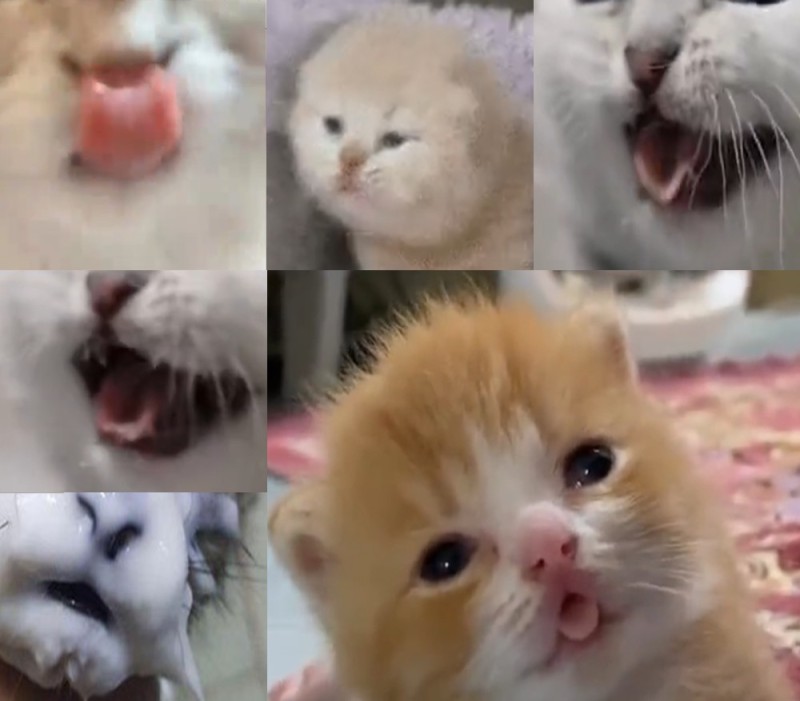 Create meme: cute cats , cat , seals 