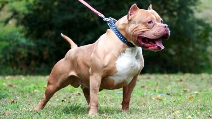 Create meme: pit bull terrier dogs, the dog is an American pit bull terrier, pit bull american pit bull terrier