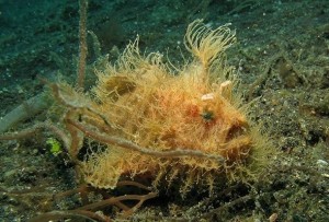 Create meme: frogfish, antennarius striatus (hairy frogfish), the deep sea angler