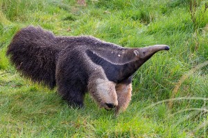 Create meme: anteaters, giant anteater