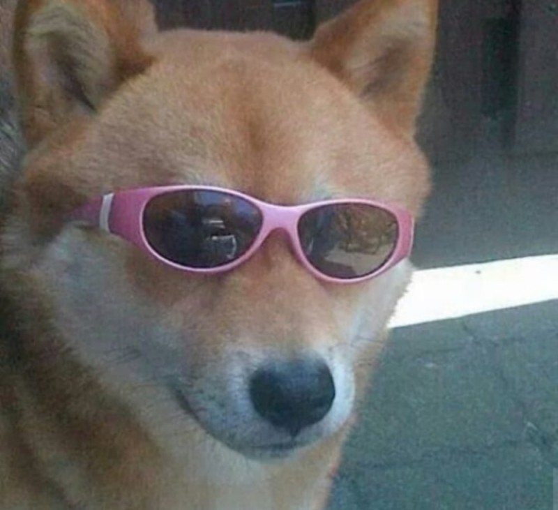 Create meme: a dog with pink glasses, audio recording, shiba inu meme