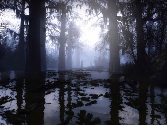 Create meme: dense forest, dark forest dense forest, nature fog