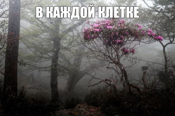 Create meme: nature , dark wood, bagulnik