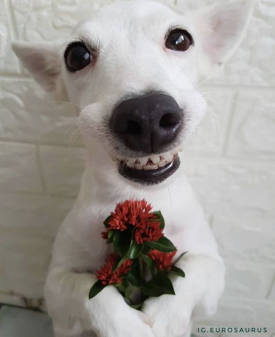 Create meme: The white dog is smiling, dog with flowers, A dog smiles with a flower