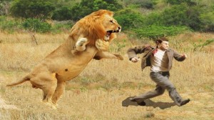 Создать мем: африканские львы, лев, дерутся 5 льва