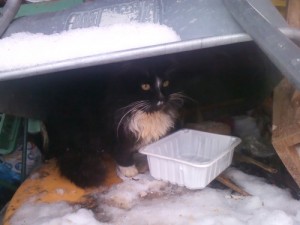 Создать мем: Кот Бомж, сибирский кот в халате с кошечкой, найдена кошка новое гришино