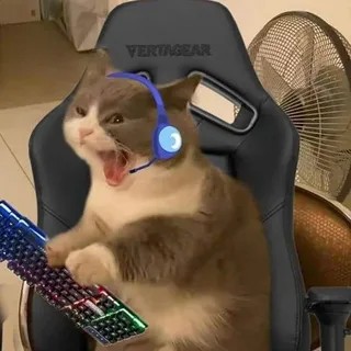 Create meme: funny cats , cats gamers, cat funny 
