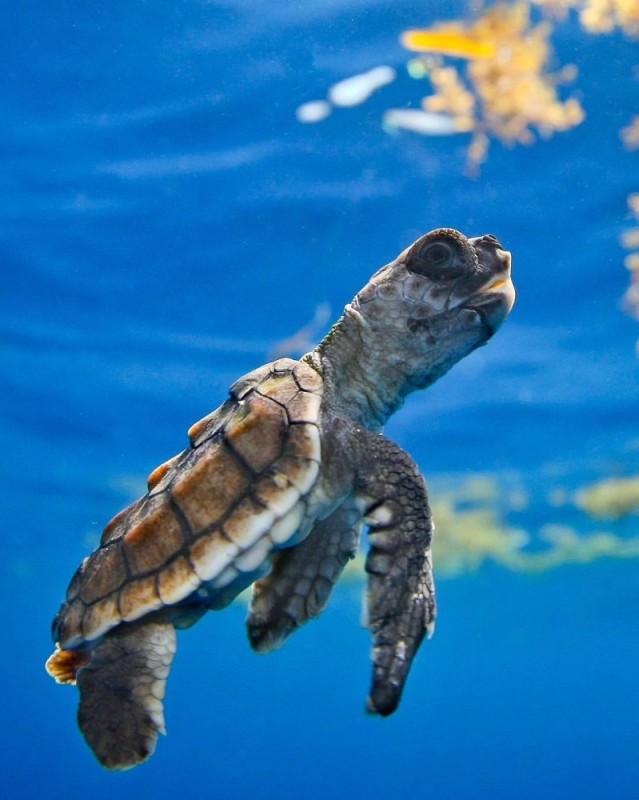Создать мем: черепаха каретта (логгерхед), морская черепашка, панцирь морской черепахи
