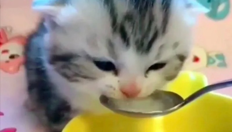 Create meme: the kitten drinks milk, cat , cat 