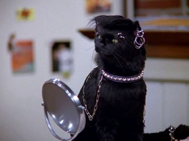 Create meme: salem cat, Sabrina the little witch cat Salem, Salem the cat from Sabrina