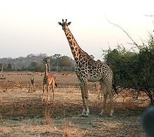Create meme: camouflage giraffe, the most high giraffe pictures, giraffe