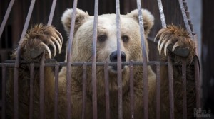 Create meme: animals in the zoo, at the zoo, the bear in the cage