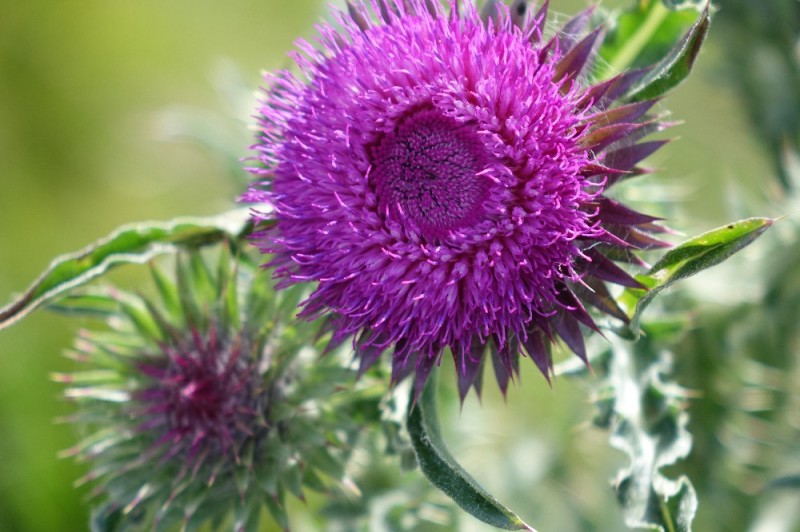 Create meme: thistle flower, grass thistle, prickly flower