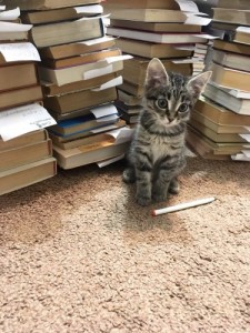 Create meme: Kitten with books