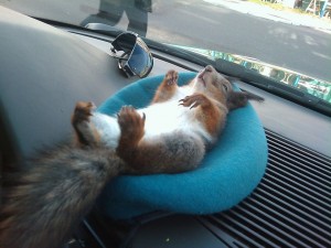 Create meme: squirrel, in a taxi, squirrel