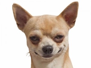 Create meme: chihuahua, Chihuahua meme, Chihuahua smiles