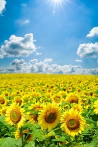 Create meme: flowers, field of sunflowers