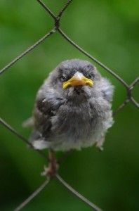 Создать мем: sparrow, воробей, злые птички фото