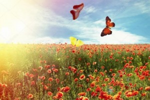 Создать мем: бабочки в поле, beautiful butterfly, маки на закате
