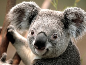 Create meme: koalas, Koala Windows, surprised Koala