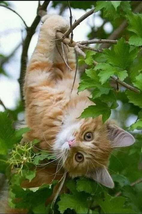 Create meme: cat , good morning red cat, cat on a tree