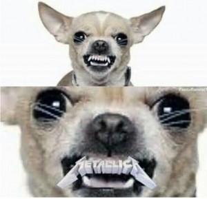 Create meme: Chihuahua dog, Satie Chihuahua, a yapping Chihuahua