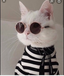 Create meme: cat with glasses, cats, cat