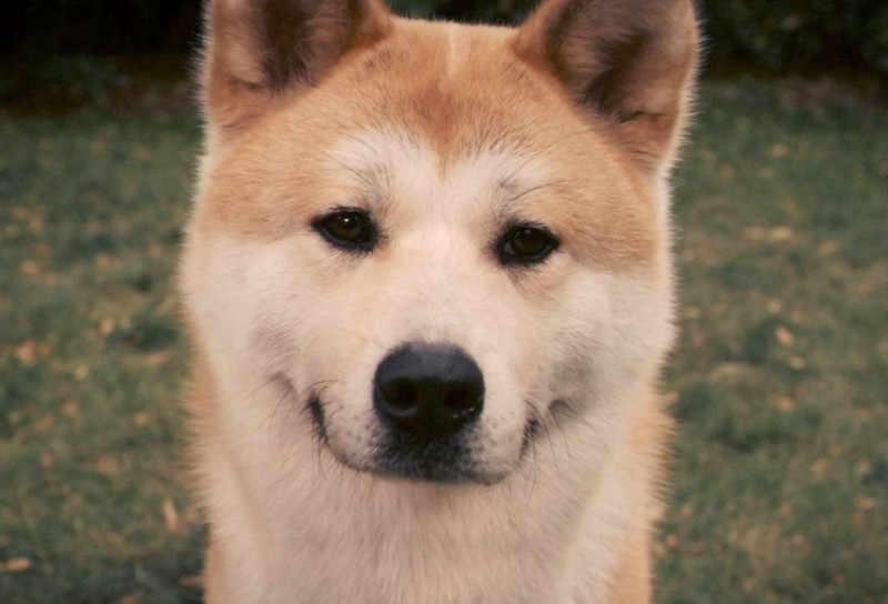 Create meme: hachiko breed, the dog Hachiko, Hachiko is a breed of dog