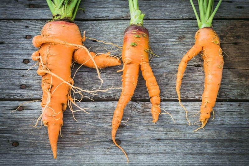 Create meme: carrots, carrot, carrot root vegetable