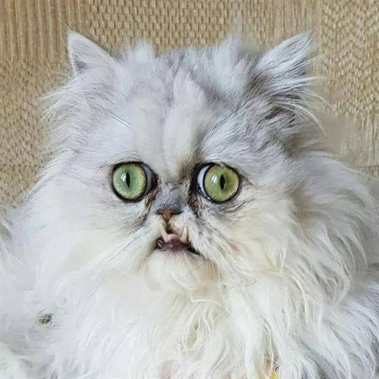 Создать мем: персидский кот, персидский кот злой, персидская кошка экстремал