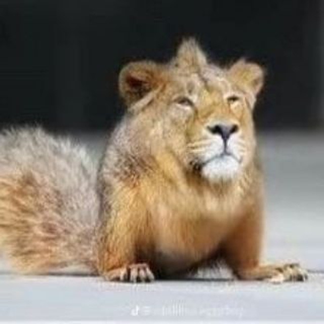 Create meme: funny animal hybrids, Leo , Leo good