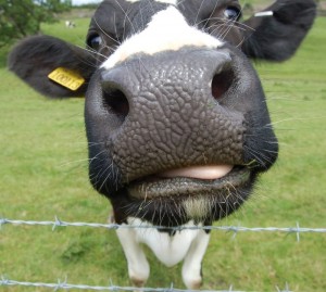 Create meme: cow, the nose of a cow